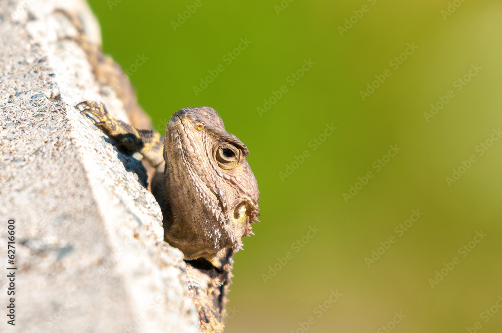 Hiding lizard Hiding lizard