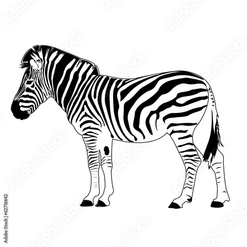 zebra vector