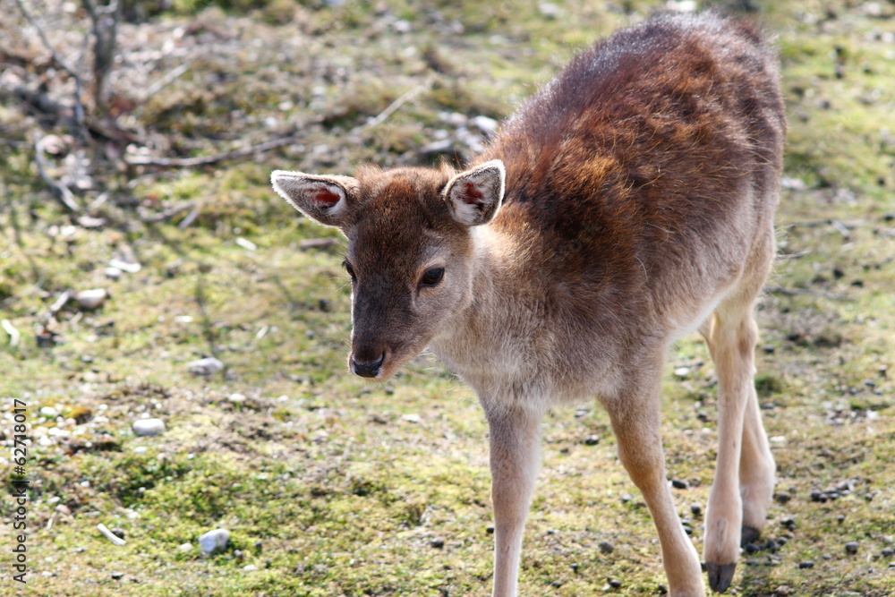 Fototapeta premium fallow deer calf