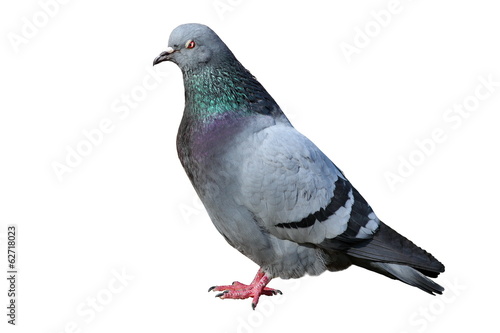 Photo isolated male pigeon