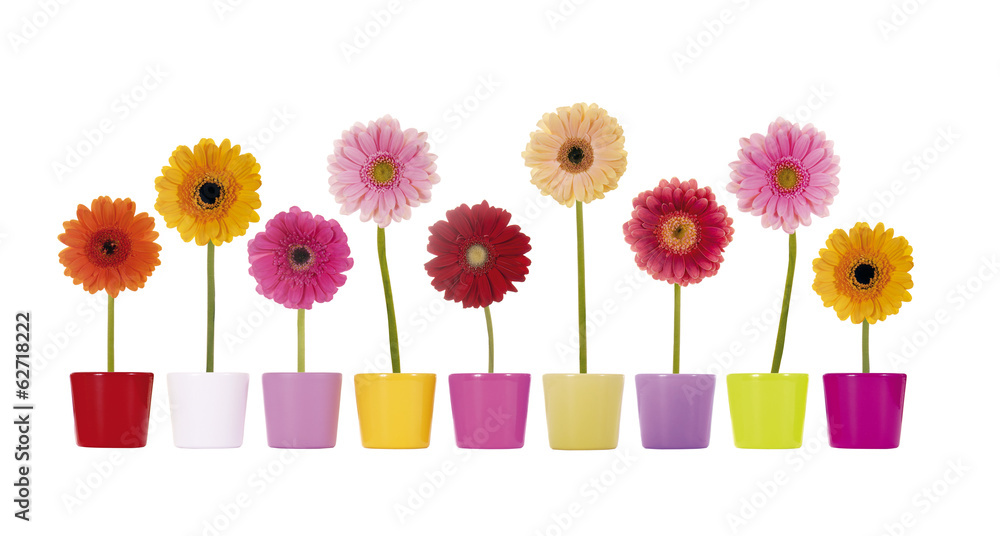 Fototapeta premium Bunte Gerbera Blumen in Übertöpfen