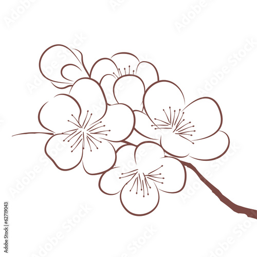 Spring cherry blossom