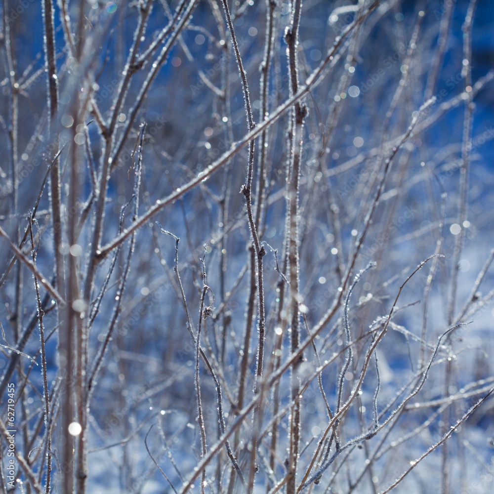 dead plants in hoarfrost dead plants in hoarfrost