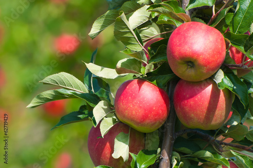 Rote Äpfel am Baum, Apfelbaum, Obstanbau, Plantage photo