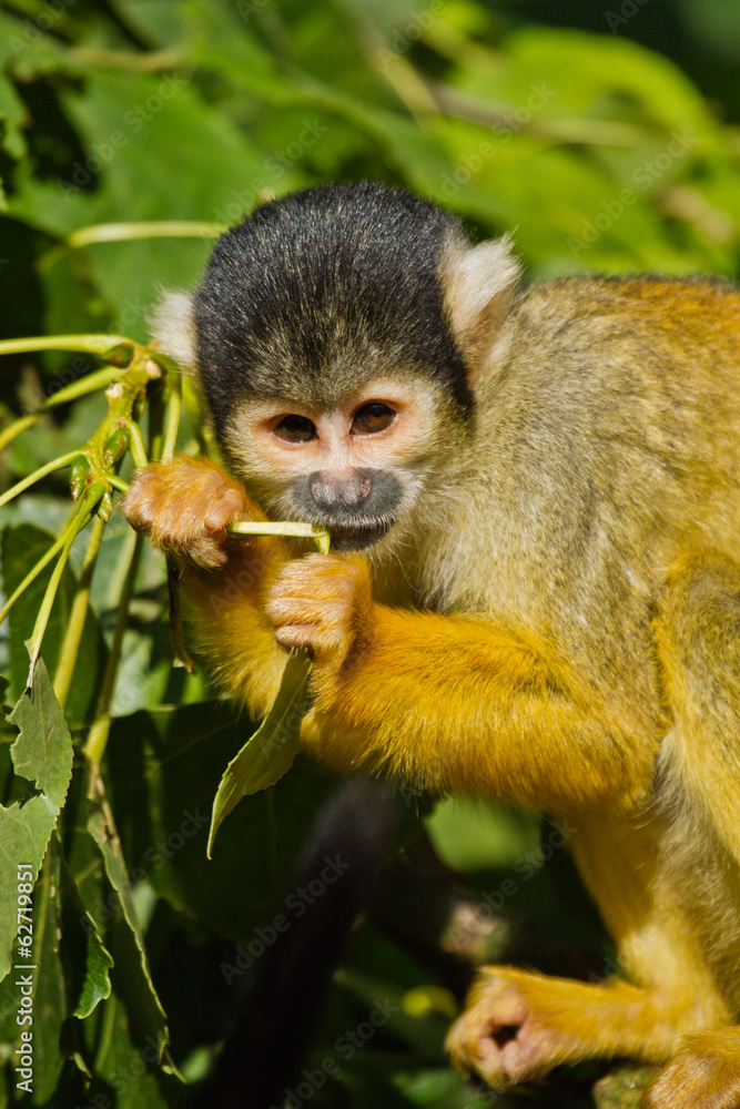 Obraz premium Totenkopfaffe (Saimiri)