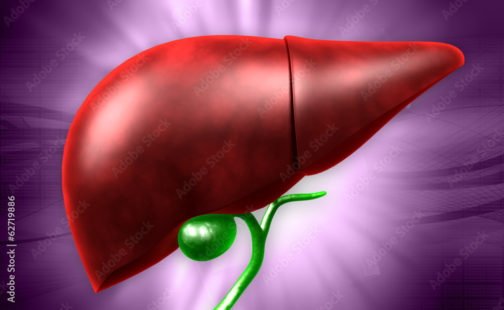 human liver Stock Illustration | Adobe Stock