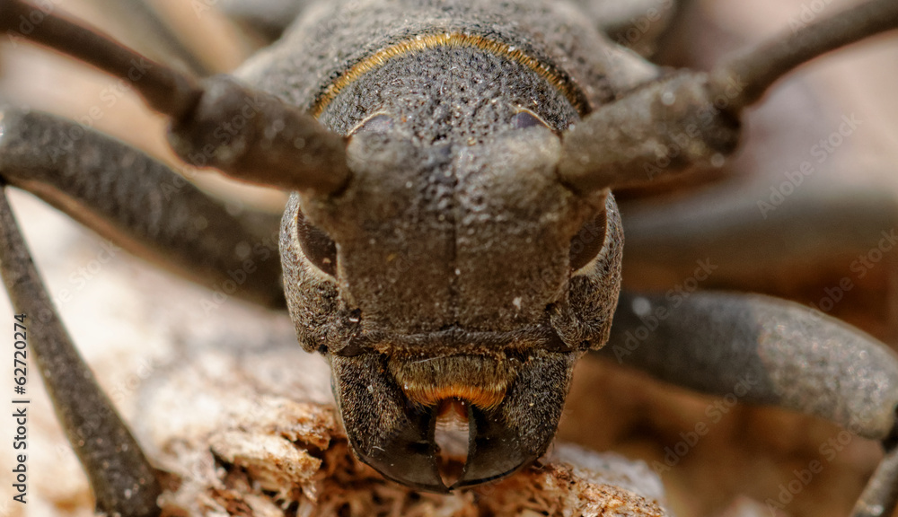 Fototapeta premium The Capricorn Beetle