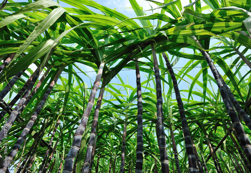 sugarcane crops in growth in field sugarcane crops in growth in field