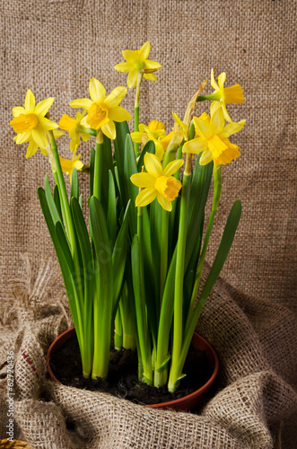 Fototapeta Naklejka Na Ścianę i Meble -  pot of daffodils on  burlap
