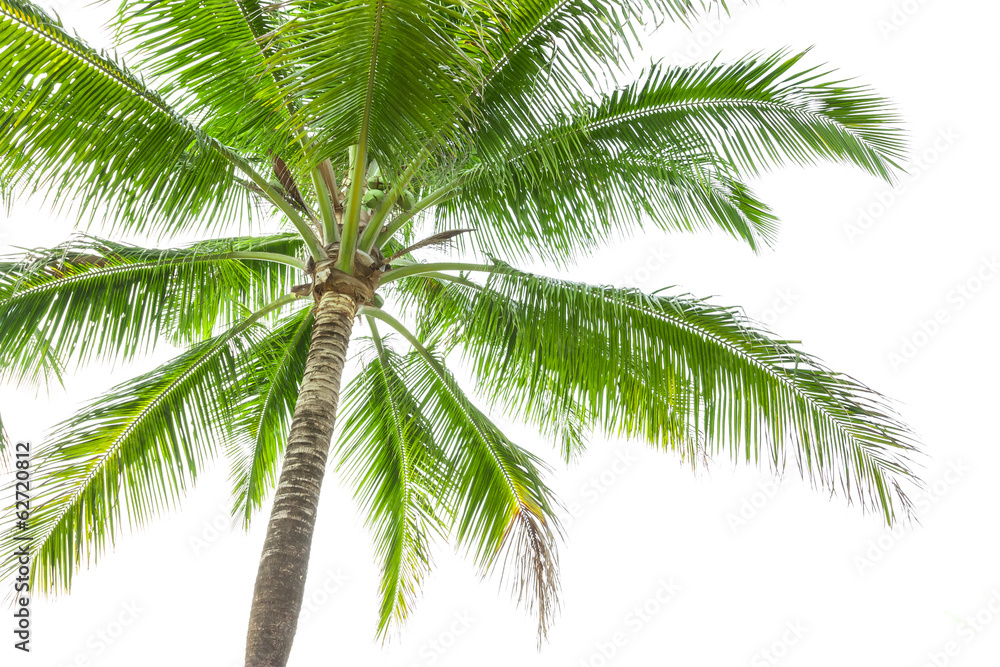 Fototapeta premium Under coconut tree on the white background