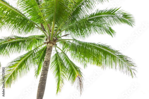Under coconut tree on the white background