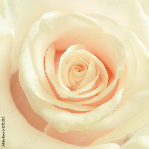 Rose flower