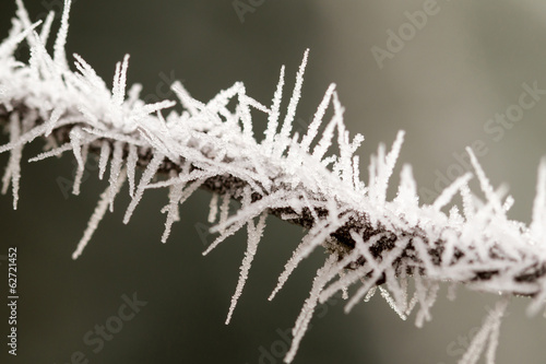Frosty plant © nagydodo