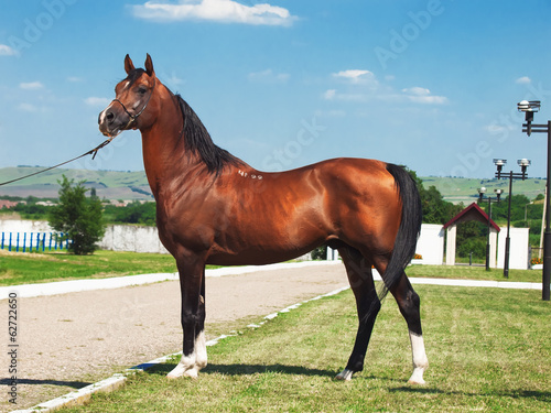 exterior of beautiful bay arabian stallion
