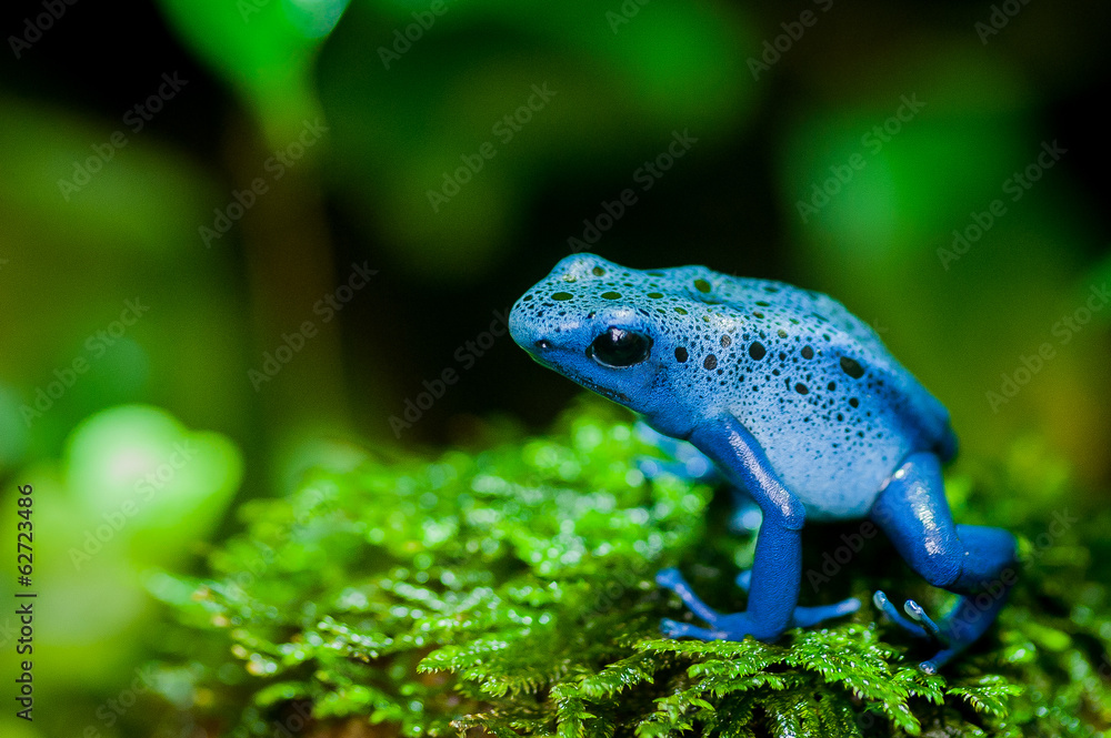 Obraz premium Grenouille azur