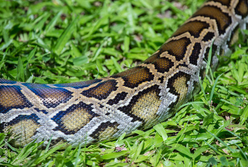close up of a boa snake slithering the grass 