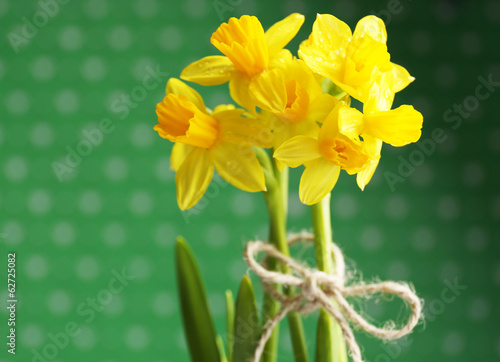Beautiful narcissus on green background