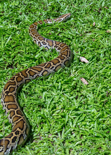 close up of a boa snake slithering the grass 