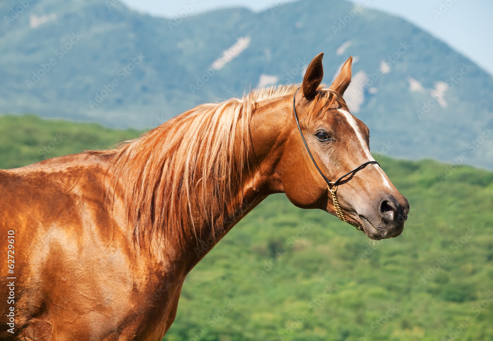 portrait of chestnut arabian stallion portrait of chestnut arabian stallion