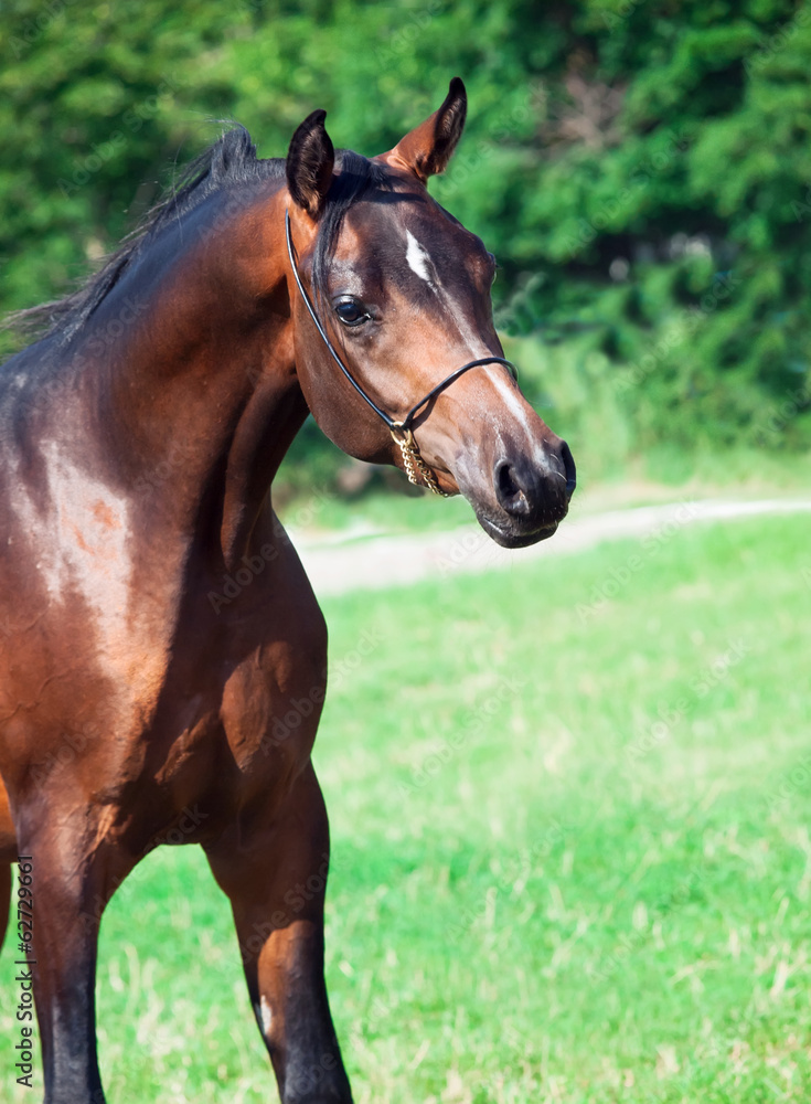Fototapeta premium portrait of wonderful bay young arabian stallion