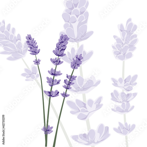 Fototapeta Naklejka Na Ścianę i Meble -  Lavender on isolated background, vector