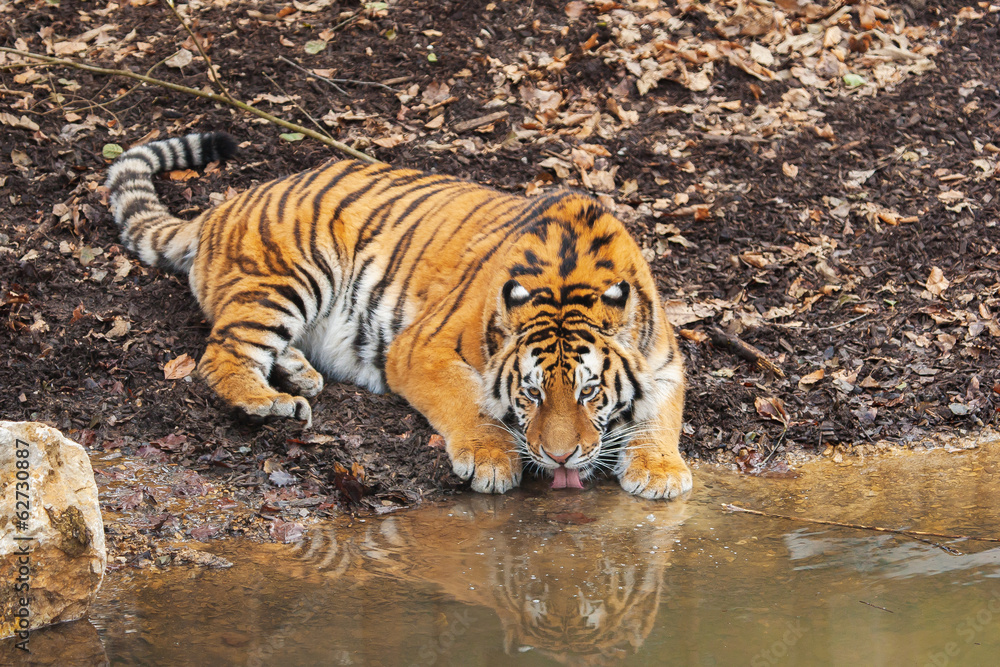 Fototapeta premium Amur tiger