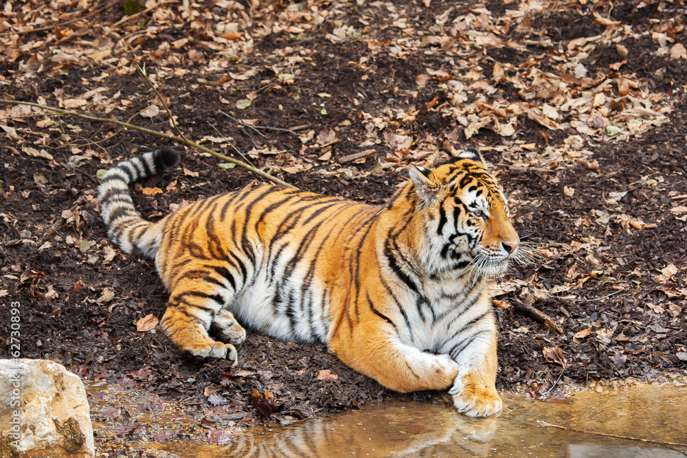 Obraz premium Amur tiger