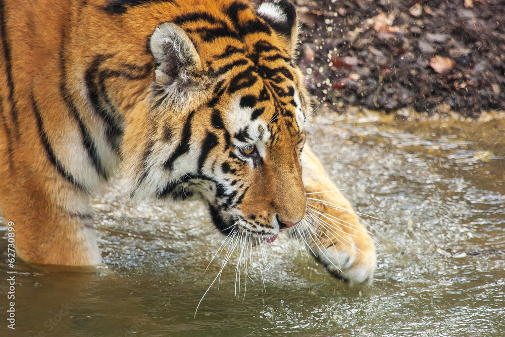 Amur tiger