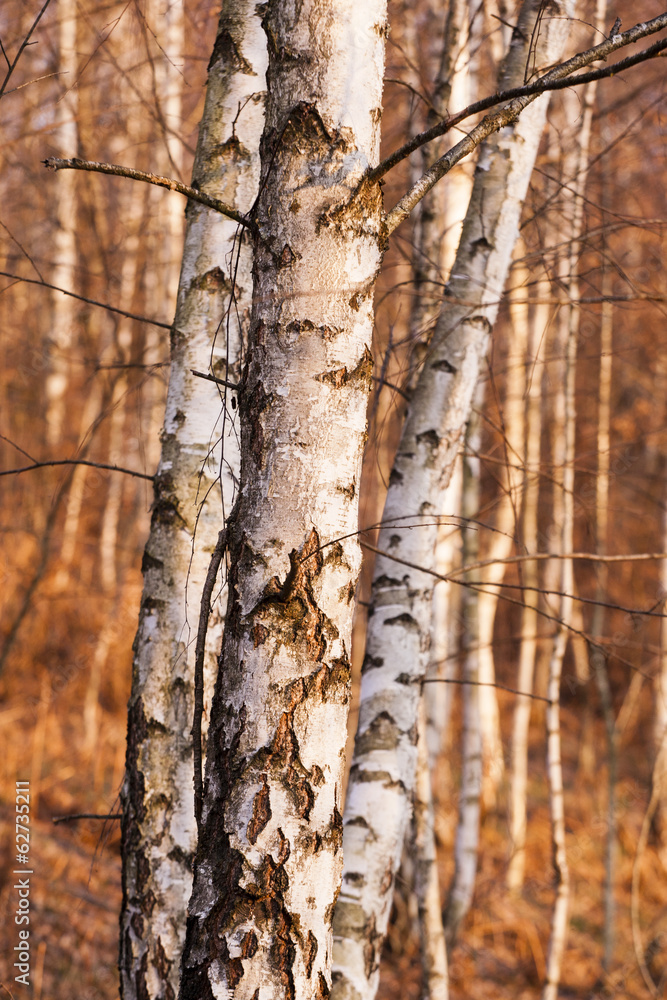 Birch Tree Birch Tree