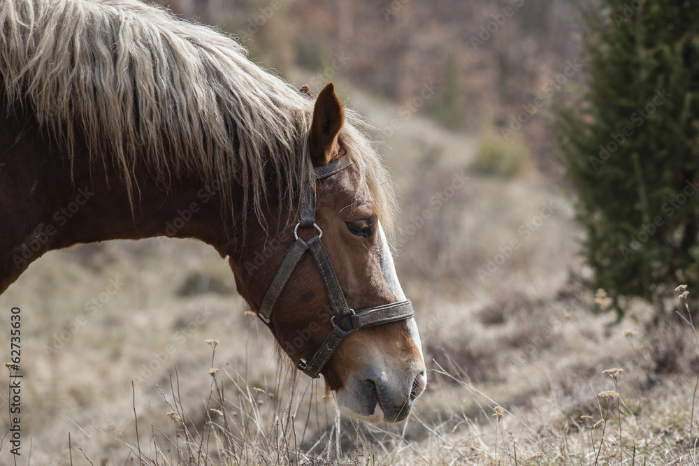 Obraz premium horse