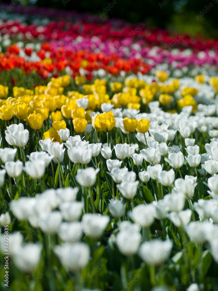 flowers tulips