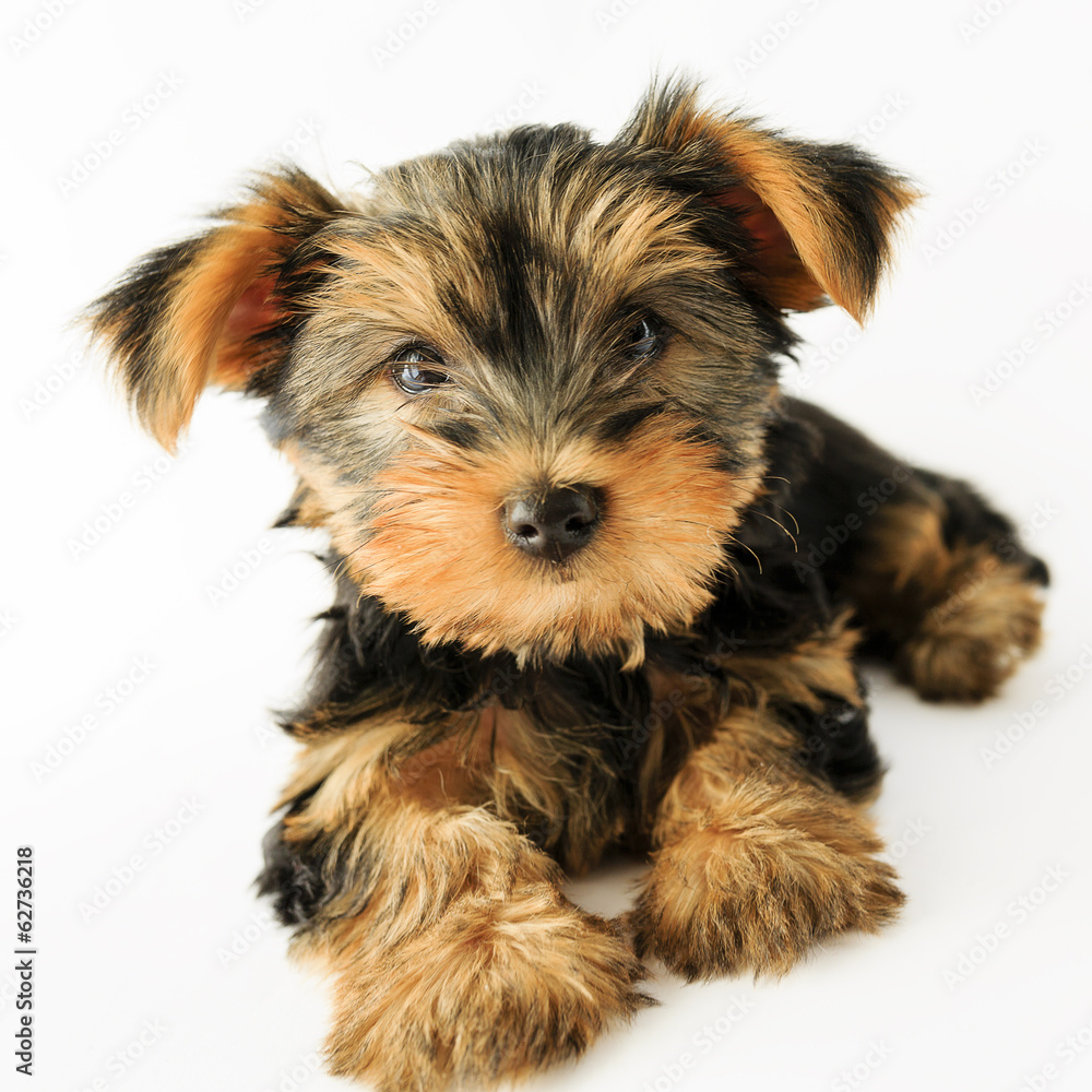 Yorkshire terrier - portrait of a cute puppy Yorkshire terrier - portrait of a cute puppy