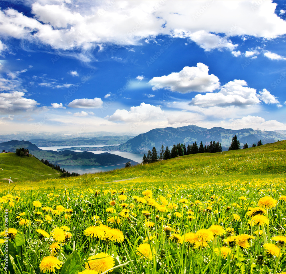 Pusteblumen vor Schweizer See: Grenzenlose Entspannung :)