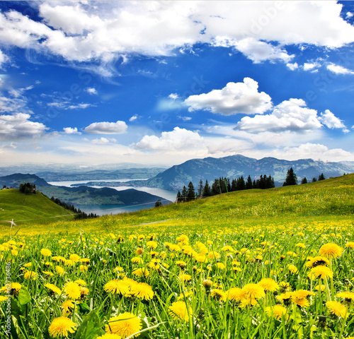 Pusteblumen vor Schweizer See  Grenzenlose Entspannung   