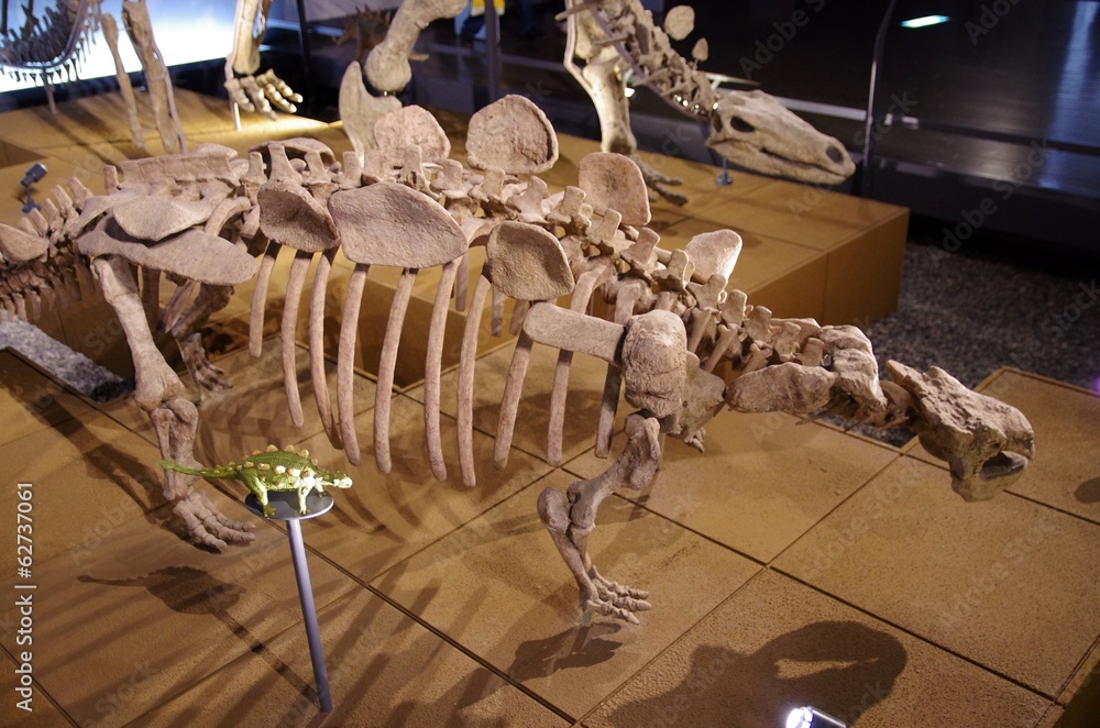 Obraz premium Szkielet całego dinozaura