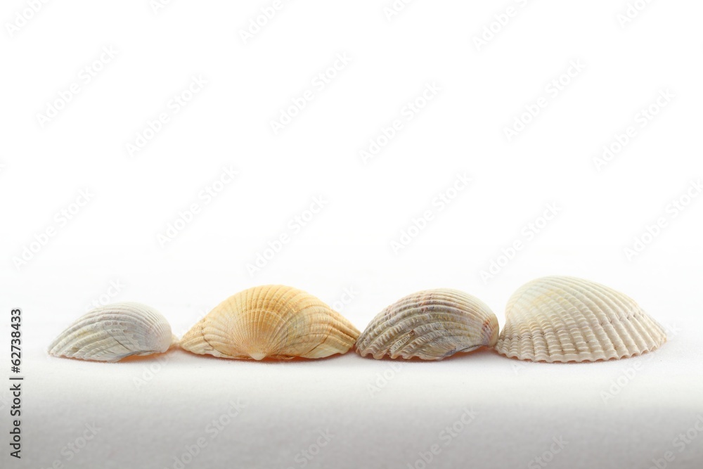 sea shells on white sea shells on white