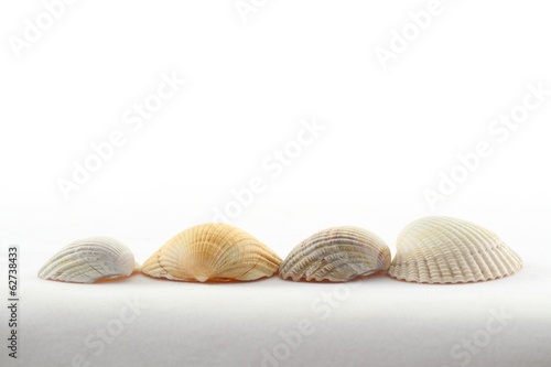 sea shells on white