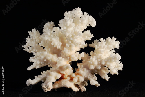 coral skeleton isolated on black