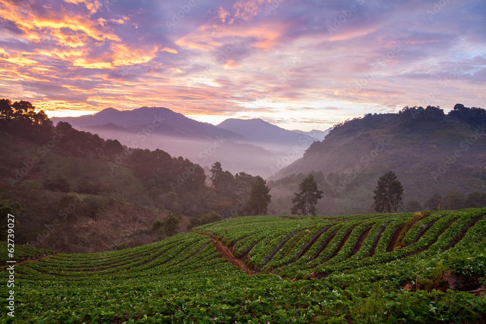 misty morning sunrise in strawberry garden misty morning sunrise in strawberry garden