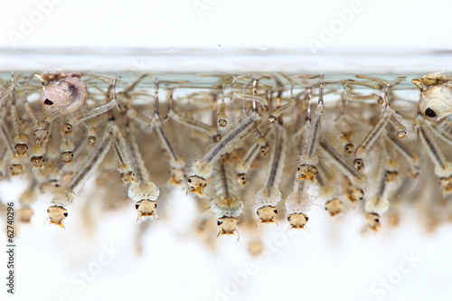 mosquito's larva in water