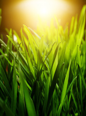 green grass background