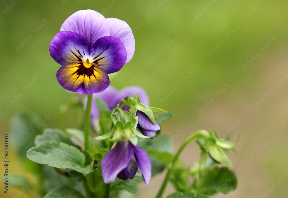 Fototapeta premium Garten-Stiefmütterchen / Pansy