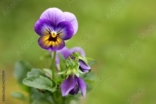Fototapeta Naklejka Na Ścianę i Meble -  Garten-Stiefmütterchen / Pansy
