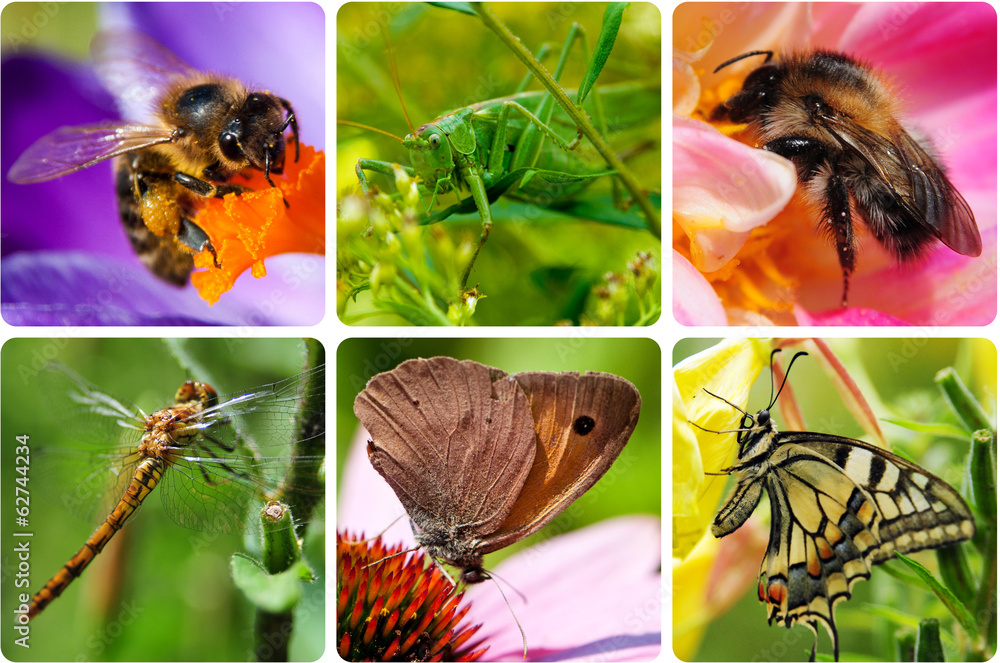 Insekten - Collage Stock Photo | Adobe Stock