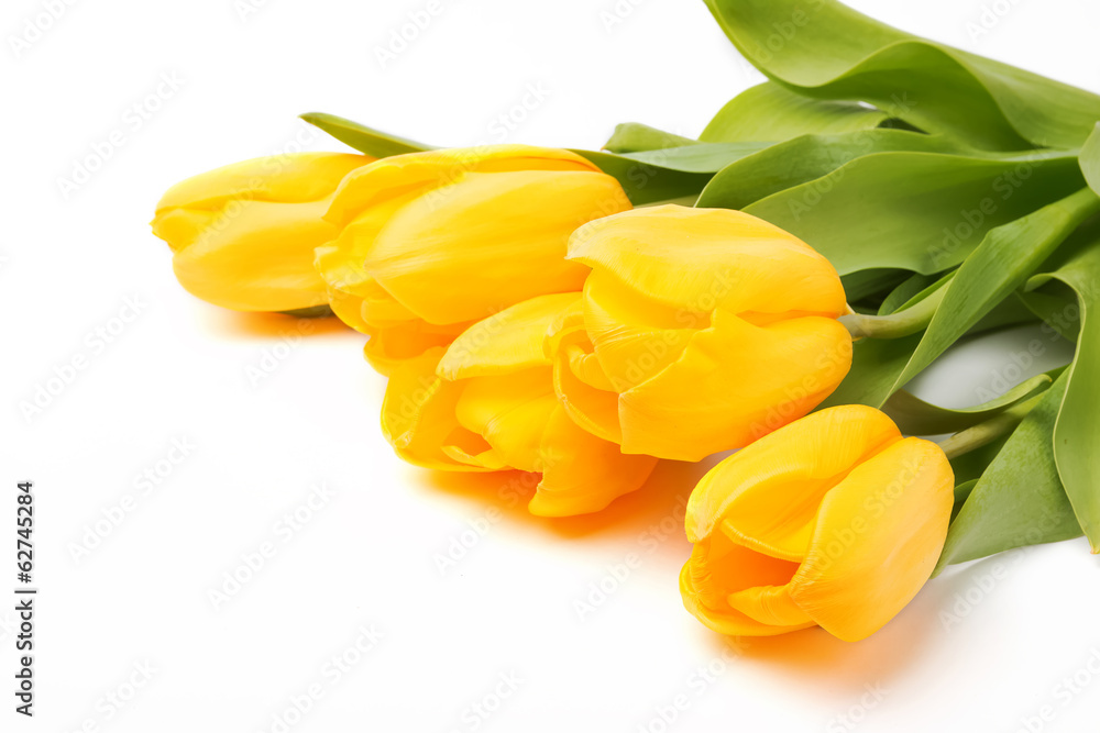 Yellow tulips Yellow tulips