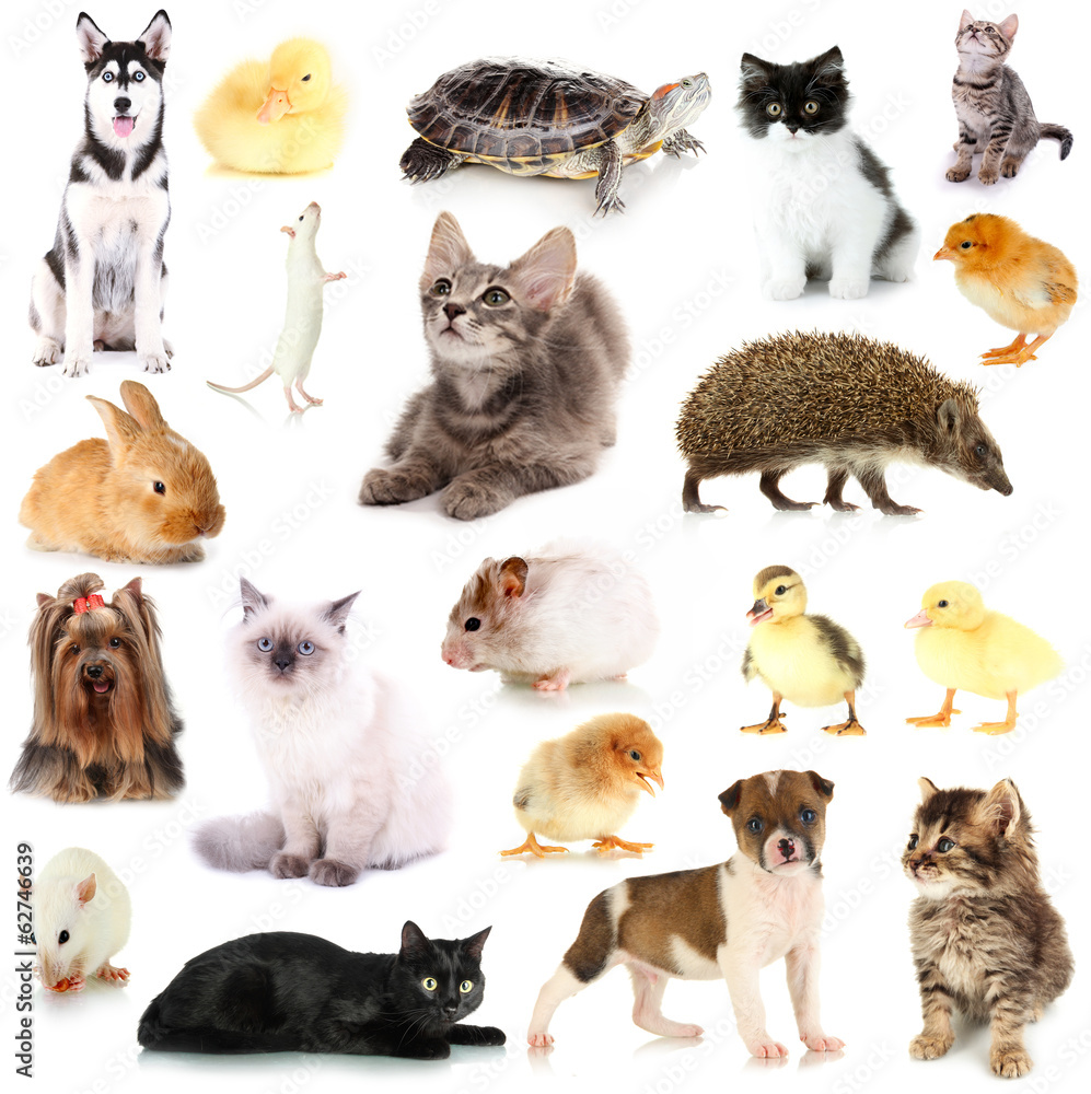 Pictures of different types of best sale pets