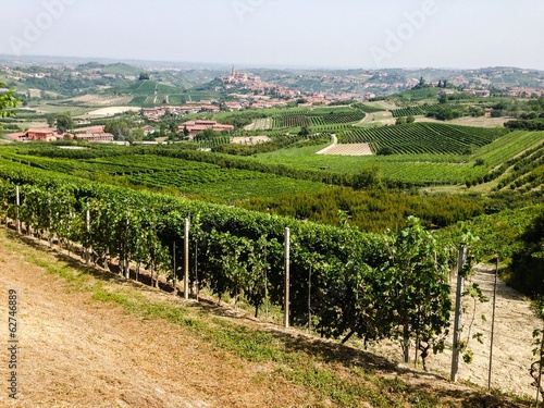 colline e vigna