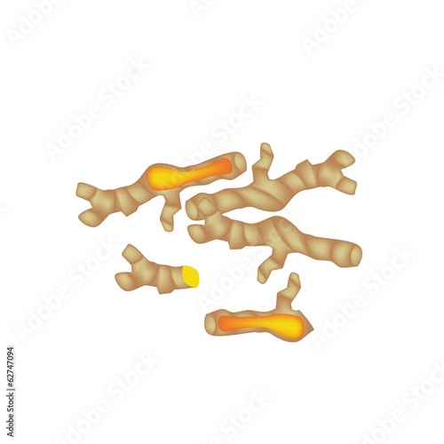 Fresh Turmeric Roots on A White Background