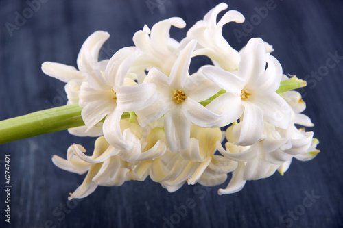 White hyacinth on wooden background