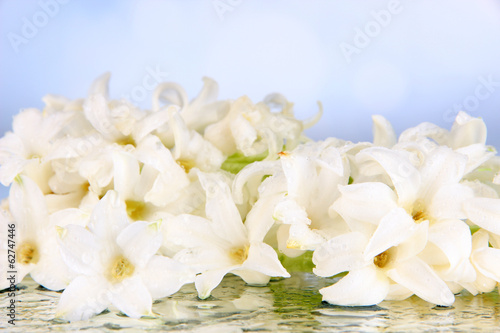 White hyacinth on bright background